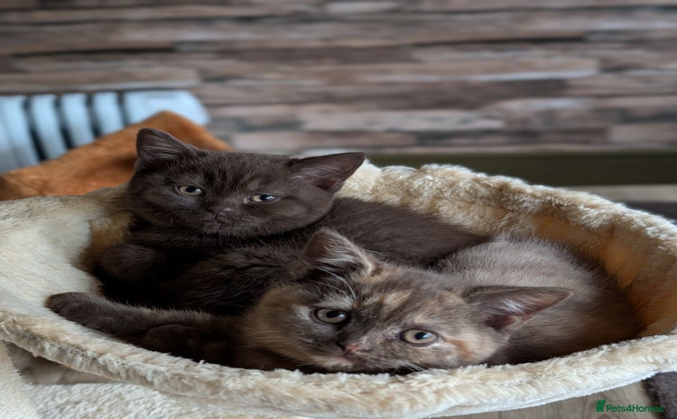 British Shorthair cats GCCF Pedigree BSH chocolate, lilac kittens 😻 - Advert 10