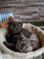British Shorthair cats GCCF Pedigree BSH chocolate, lilac kittens 😻 - Advert 9