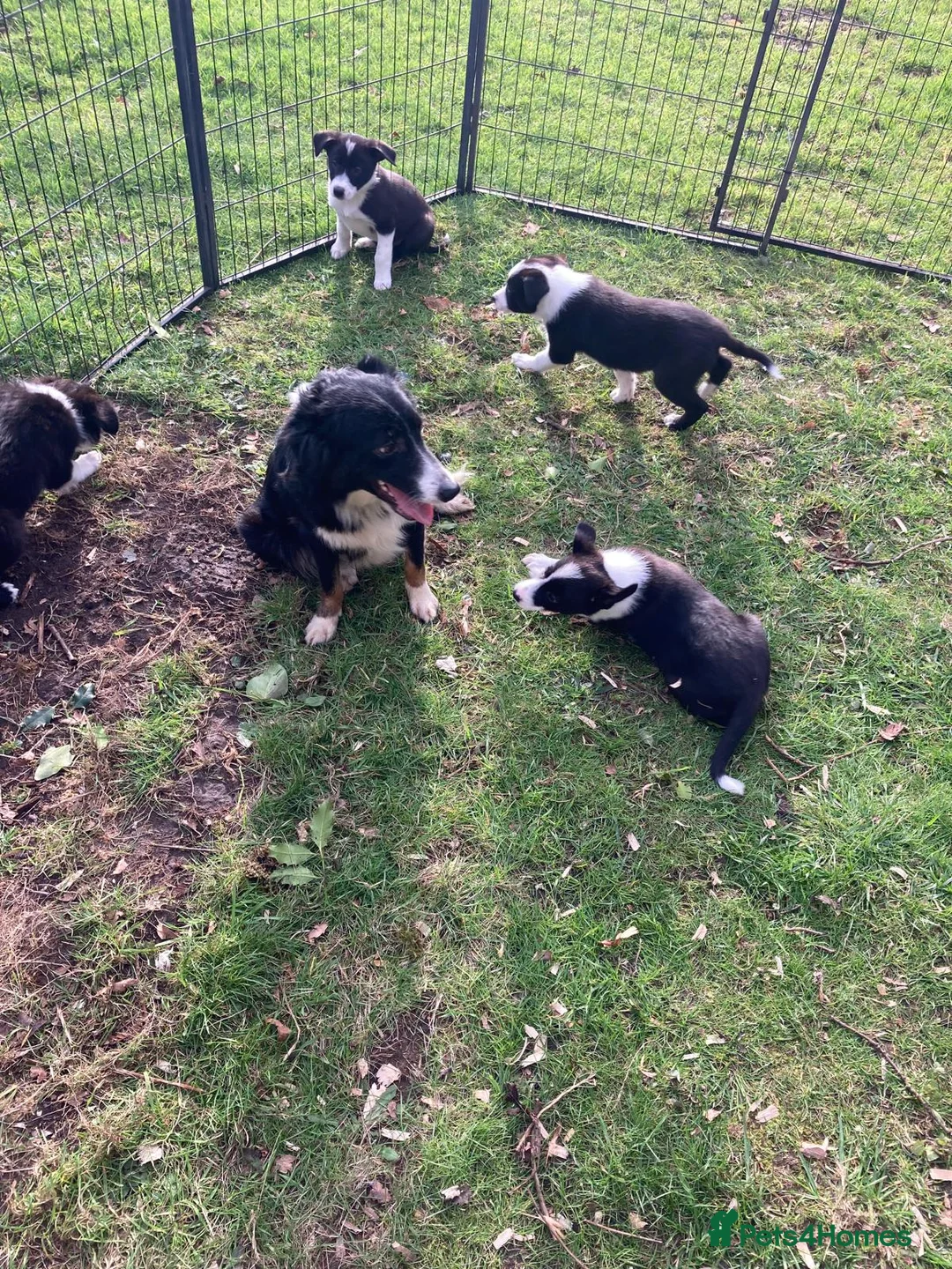 Border Collie dogs for sale: Border Collie pups  - Advert 7