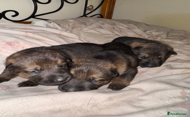 German Shepherd dogs - Advert 1