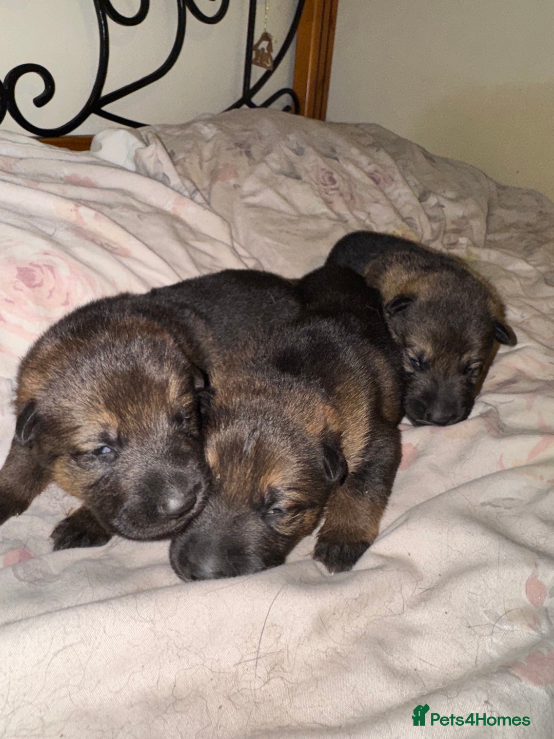 German Shepherd dogs for sale: 5 beautiful GSD puppies - Male £600 female £800 - Image 1