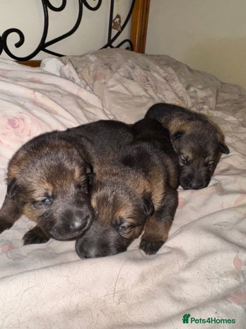 German Shepherd dogs - Advert 3