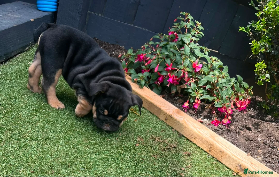 Olde English Bulldogge dogs for sale: Old English x English Bulldog puppies - Advert 2