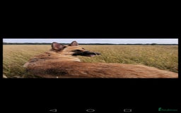 German Shepherd dogs for sale: River, 7yr old, German Shepherd (Female)  - Image 1