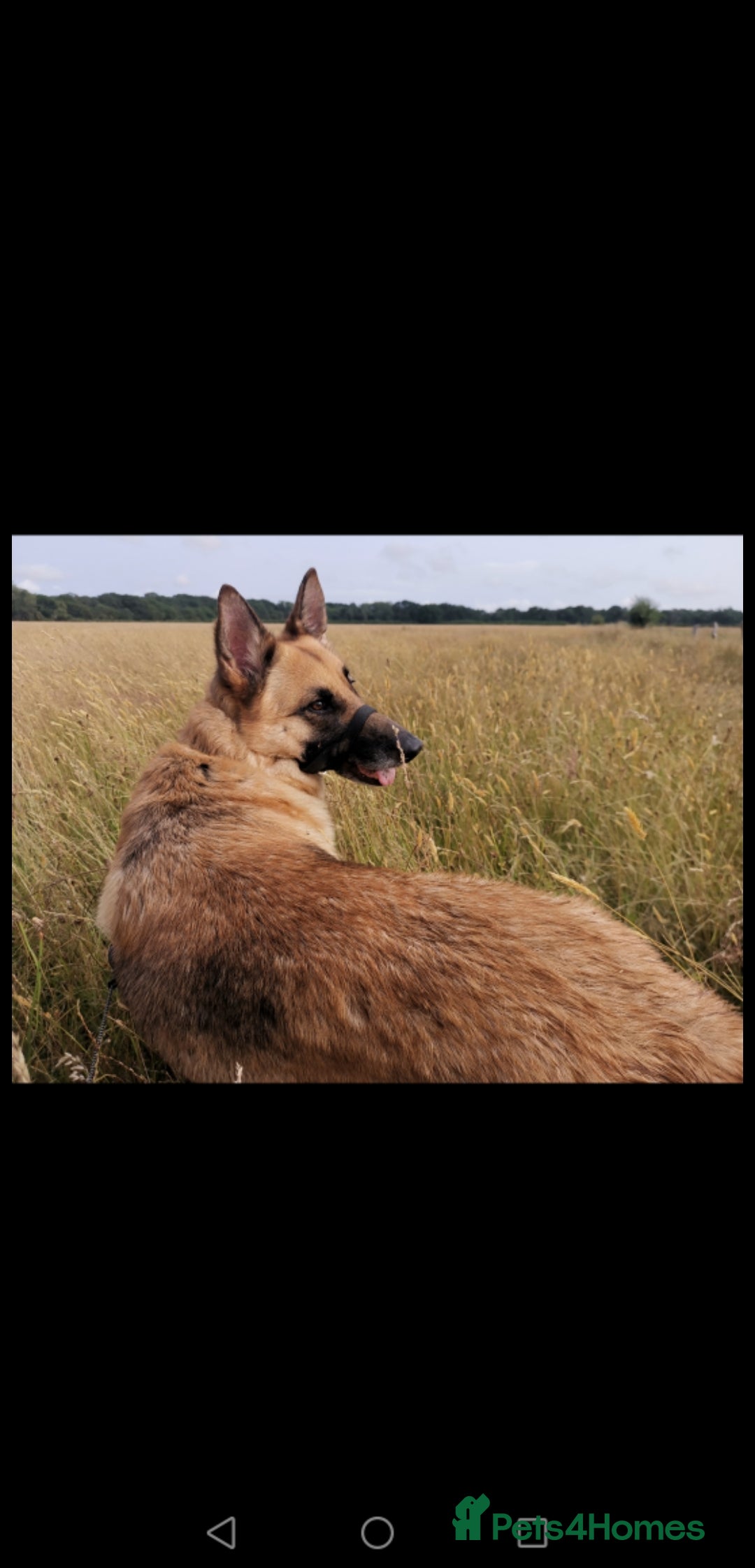 German Shepherd dogs for sale: River, 7yr old, German Shepherd (Female)  - Image 1