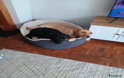 Mixed Breed dogs for sale: Gorgeous Boy - Image 3