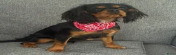 Cavalier King Charles Spaniel dogs for sale: KC Registered KCCS B&T boy for sale  - Advert 12