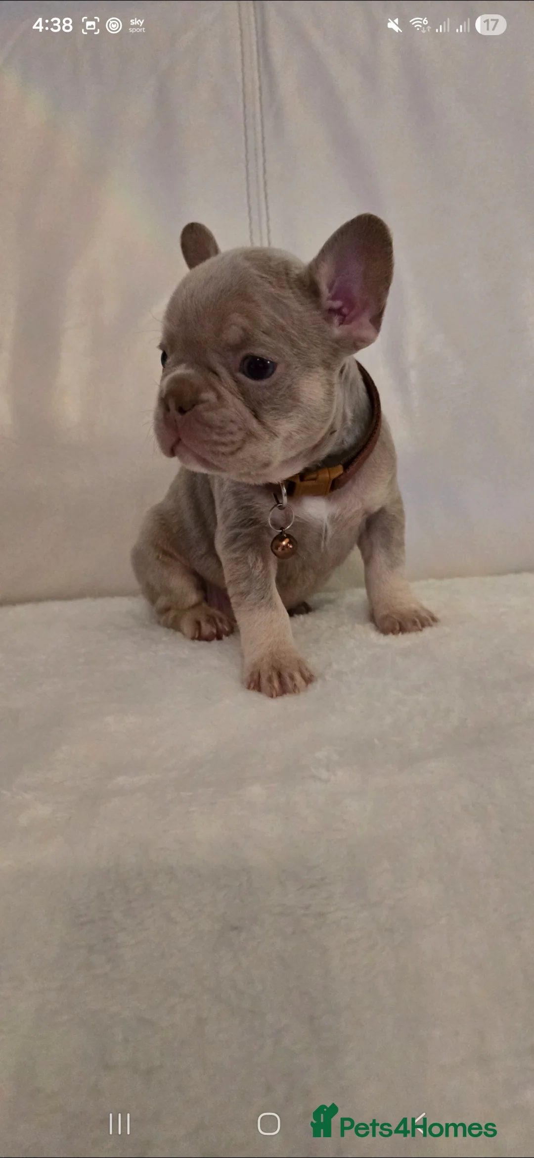 French Bulldog dogs for sale: French Bulldog puppies x 5 available  - Advert 7