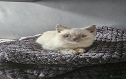British Shorthair cats for sale: British Shorthair Kittens in Bradford - Image 20