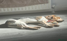 Beagle dogs for sale: Charlie Beagle - Image 7