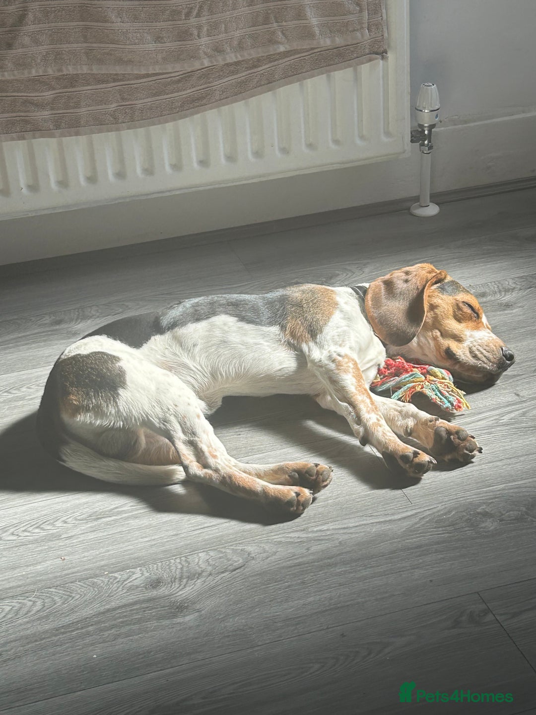 Beagle dogs for sale: Charlie Beagle - Image 7
