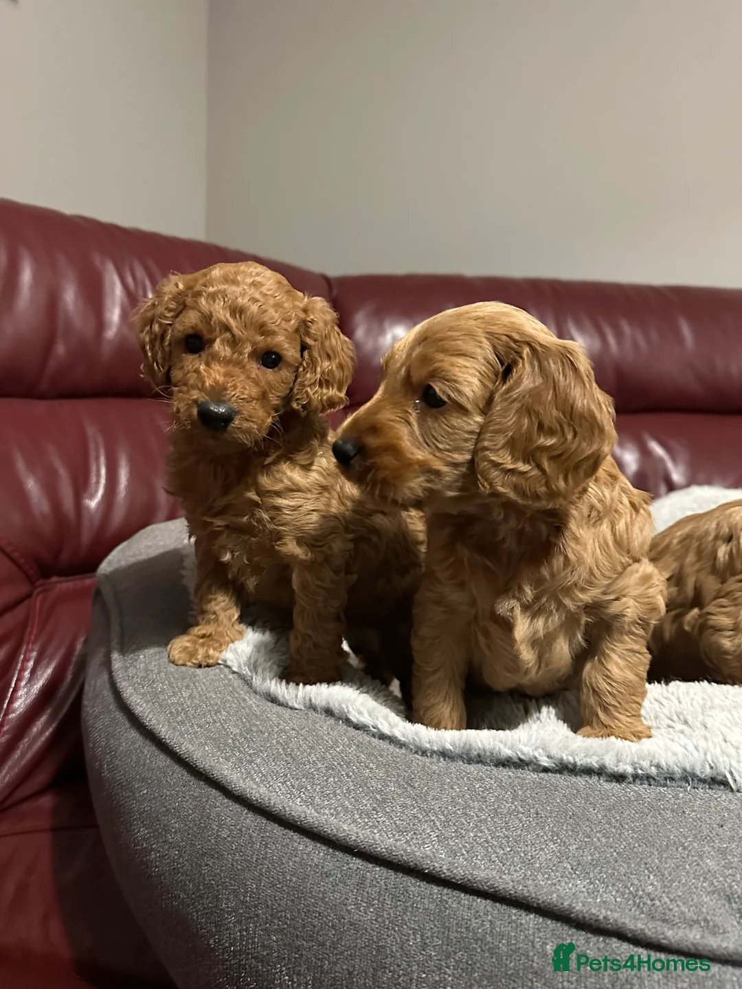Cockapoo dogs for sale: 4left ready to leave 13th Feb - Advert 4