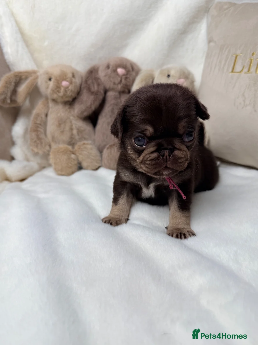 Pug dogs for sale: 3rd generation pugs health tested parents  - Advert 13