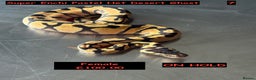 Python Snake reptiles for sale: Baby Ball Python's - Advert 2