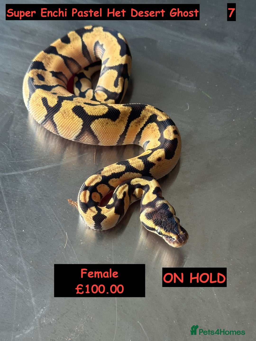 Python Snake reptiles for sale: Baby Ball Python's - Advert 2