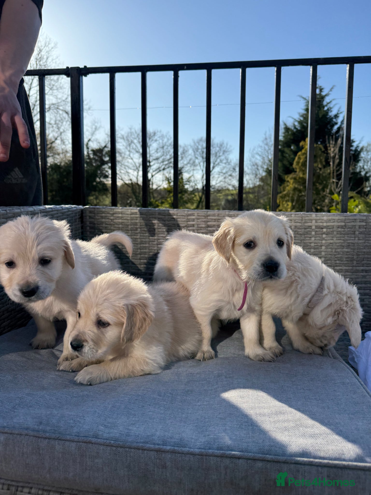 Golden Retriever dogs Stunning Litter of Golden Retriever Puppies 🤍 - Advert 6