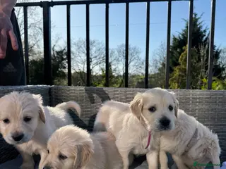 Golden Retriever dogs Stunning Litter of Golden Retriever Puppies 🤍 - Advert 6