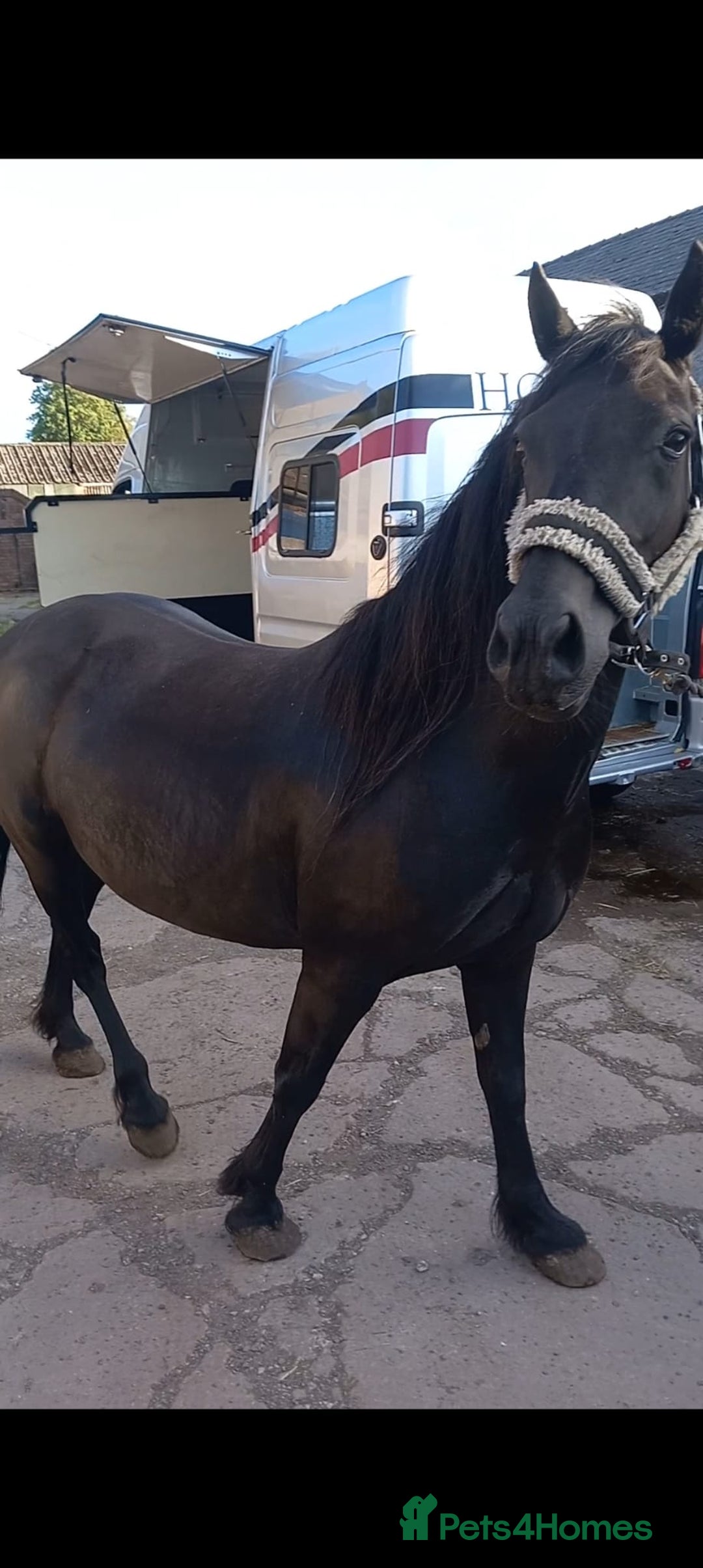 Welsh Section D horses for sale: Project 15hh Welsh Section D Mare  - Image 2