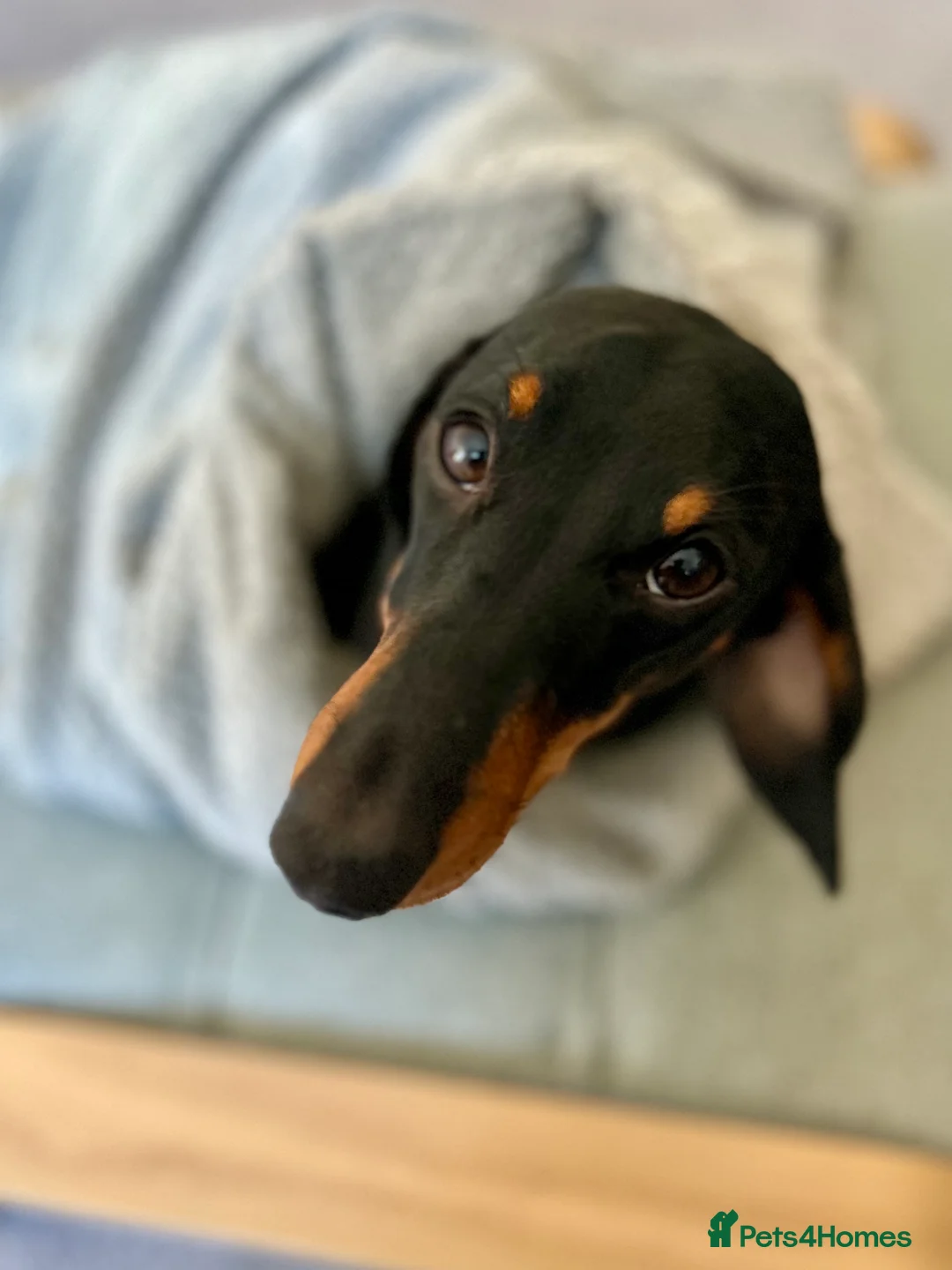 Dachshund dogs for sale: Loving Home Wanted for a Very Special Dog - Advert 4