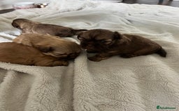 Shih Tzu dogs for sale: Imperial Shih Tzu for sale - Image 10