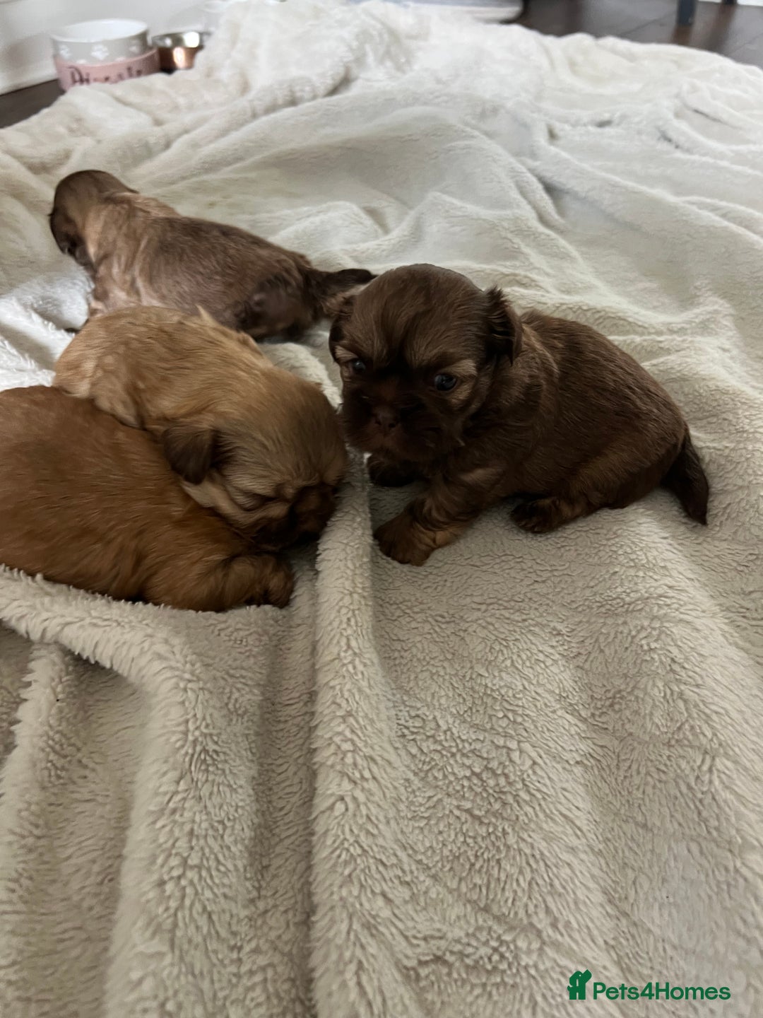 Shih Tzu dogs for sale: Imperial Shih Tzu for sale - Image 10