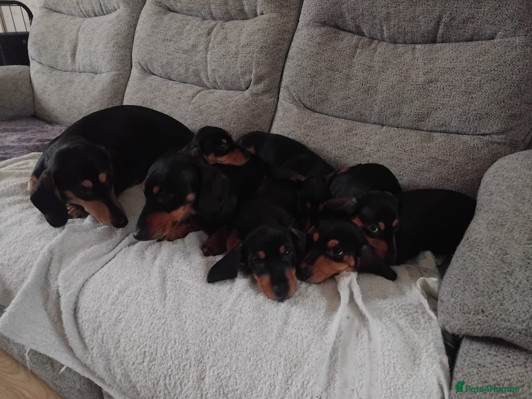 Dachshund dogs for sale: Dachshund puppies - Advert 6