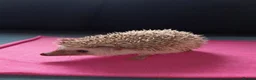 Pygmy Hedgehog rodents for sale: Baby African pygmy hedgehogs for sale  in Leicester - Advert 10