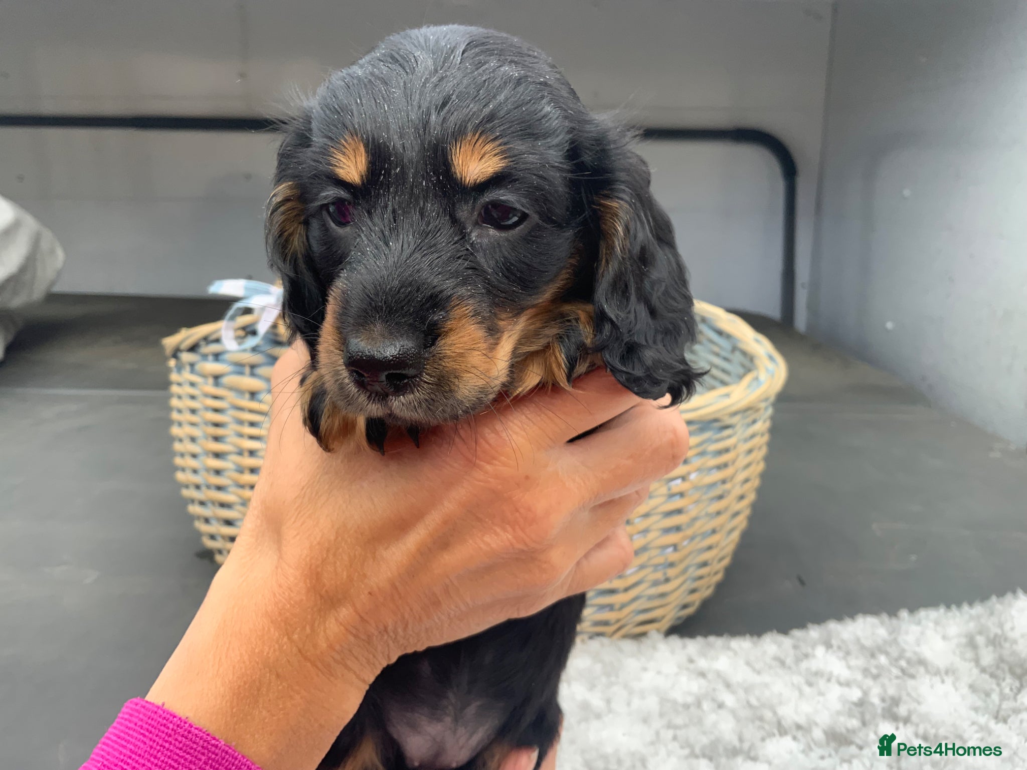 Miniature Dachshund Puppy 3