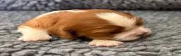 Cavalier King Charles Spaniel dogs for sale: Beautiful KC Reg and Health tested Cavalier Pups - Advert 4