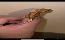 Gecko reptiles for sale: Baby crested geckos available  - Image 4