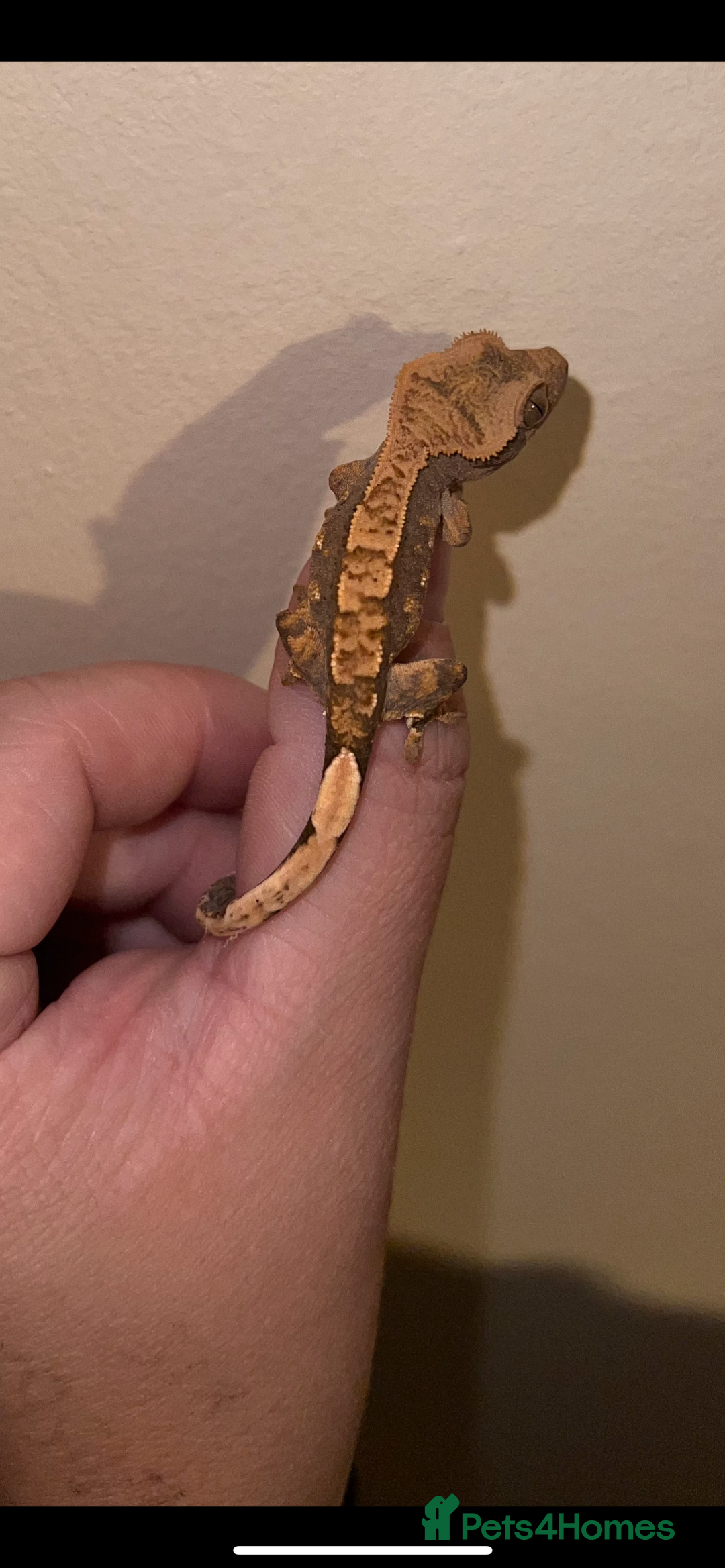 Gecko reptiles for sale: Baby crested geckos available  - Image 4