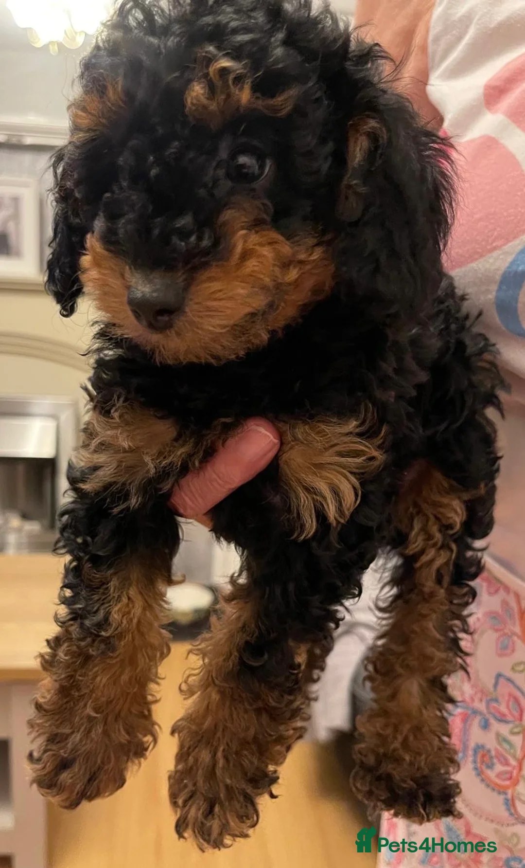 Toy Poodle dogs for sale: Beautiful hypoallergenic Toy poodle pups  - Advert 8