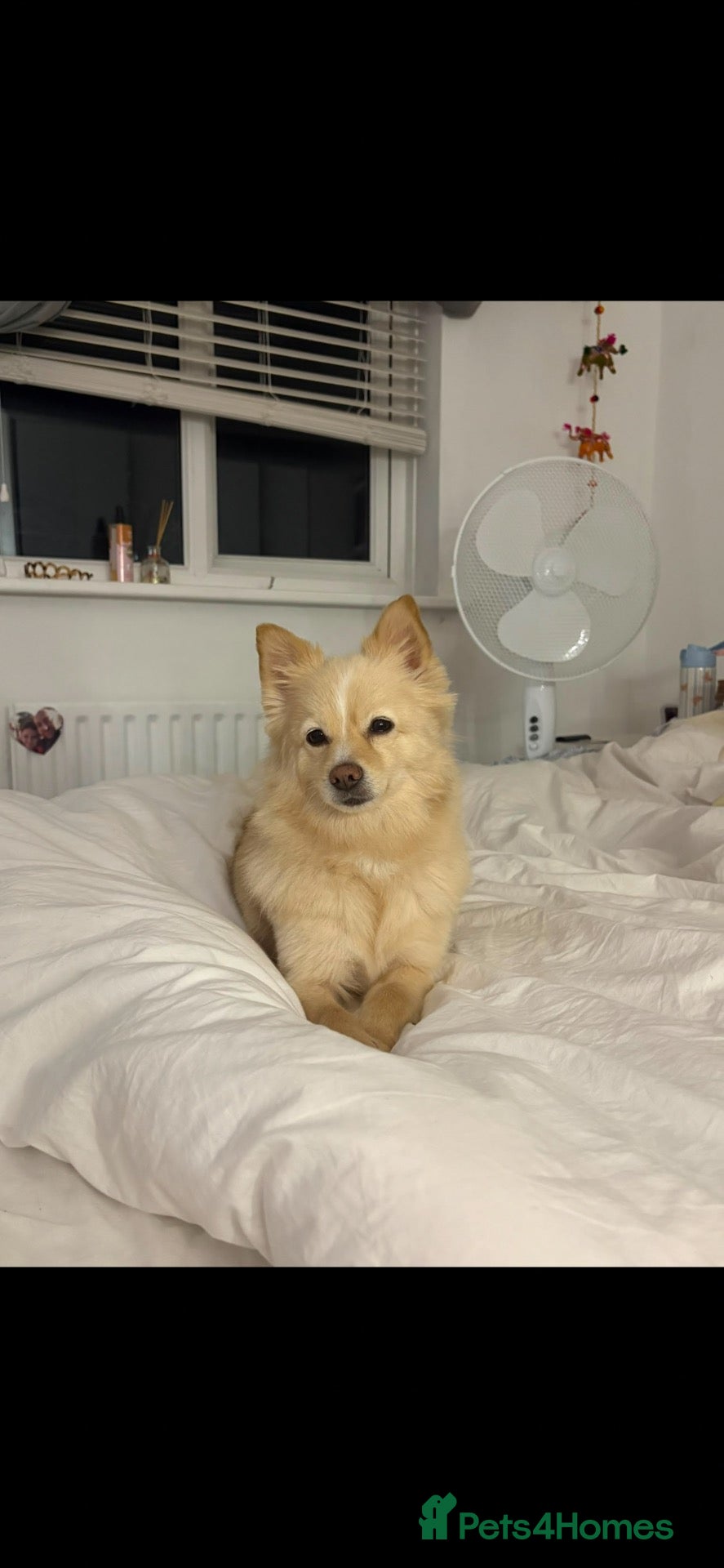 Mixed Breed dogs Pomeranian/chihuahua mix girl  - Advert 3