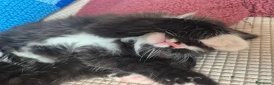 Male tuxedo 3