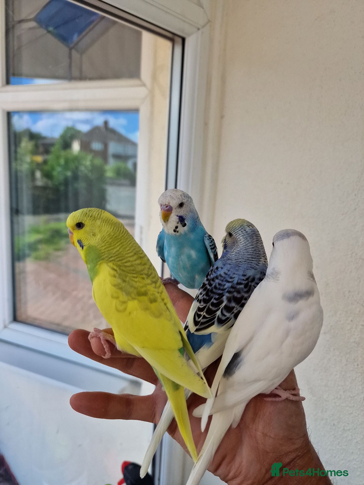 Budgerigars birds Super hand tamed baby budgies  - Advert 9
