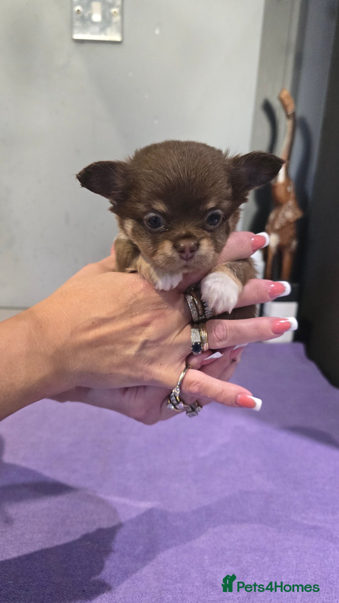 Chihuahua dogs for sale: Chihuahua puppies Russian ancestry with perfect bo - Advert 6