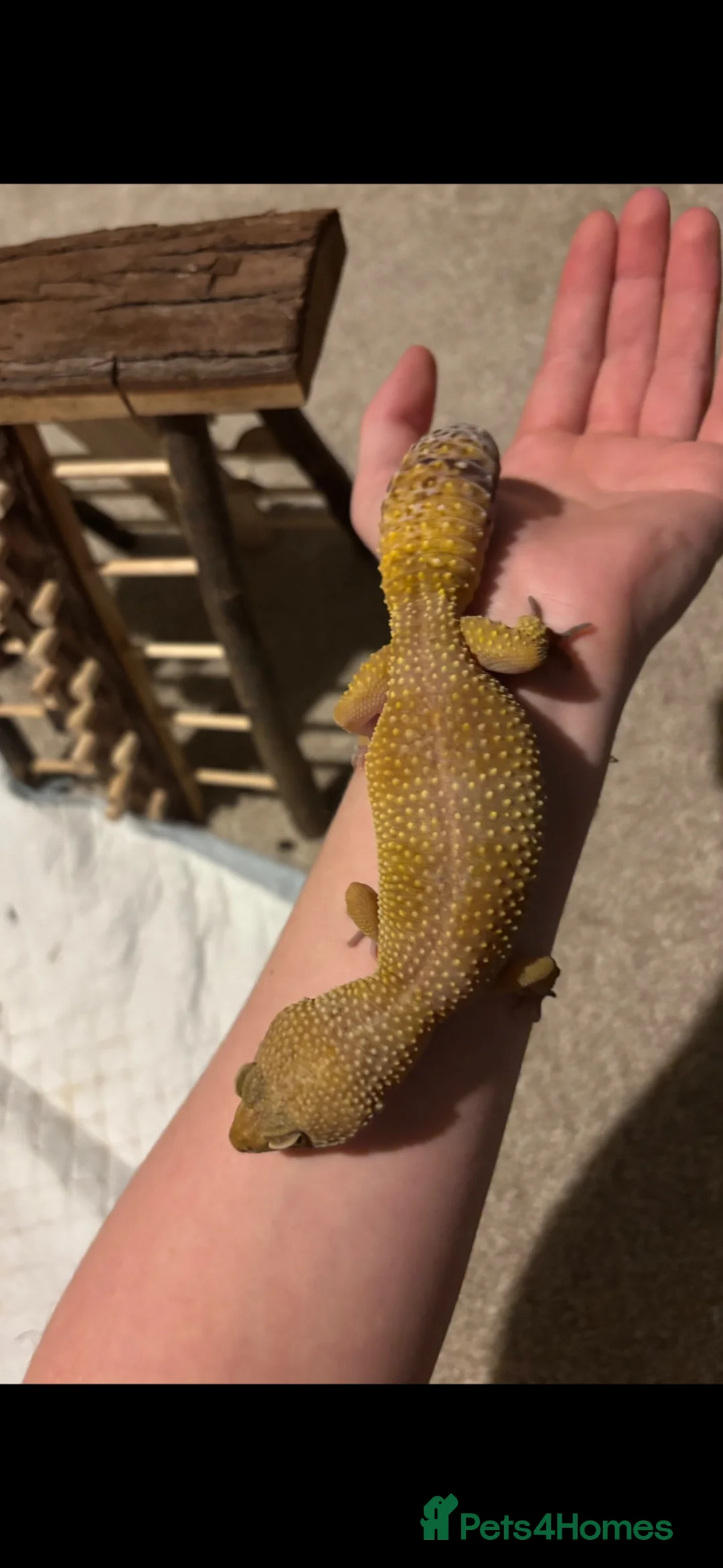 Gecko reptiles for sale: Female Tangerine Dream Eclipse Leopard Gecko - Advert 1