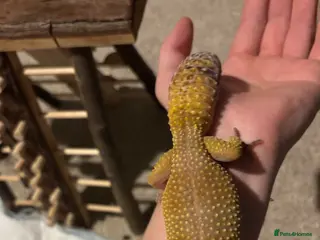 Gecko reptiles Female Tangerine Dream Eclipse Leopard Gecko - Advert 4