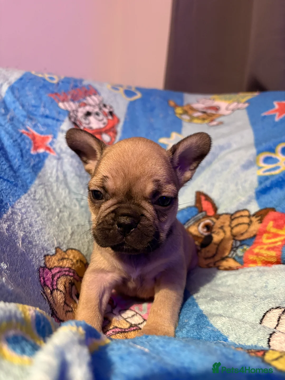 French Bulldog dogs for sale: French Bulldog Puppies - Advert 33