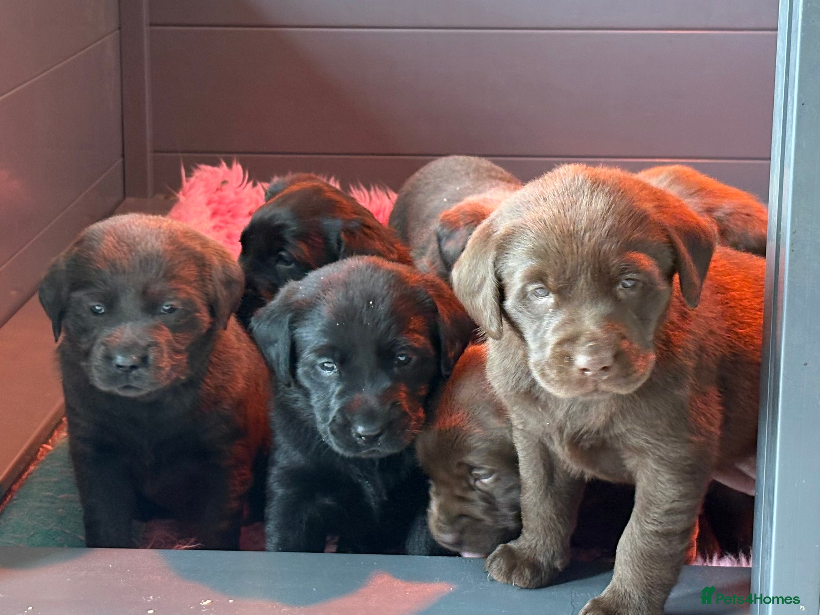 Labrador Retriever dogs Gorgeous KC, Charcoal, Chocolate and Black Labs - Advert 4