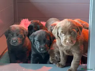 Labrador Retriever dogs Gorgeous KC, Charcoal, Chocolate and Black Labs - Advert 3