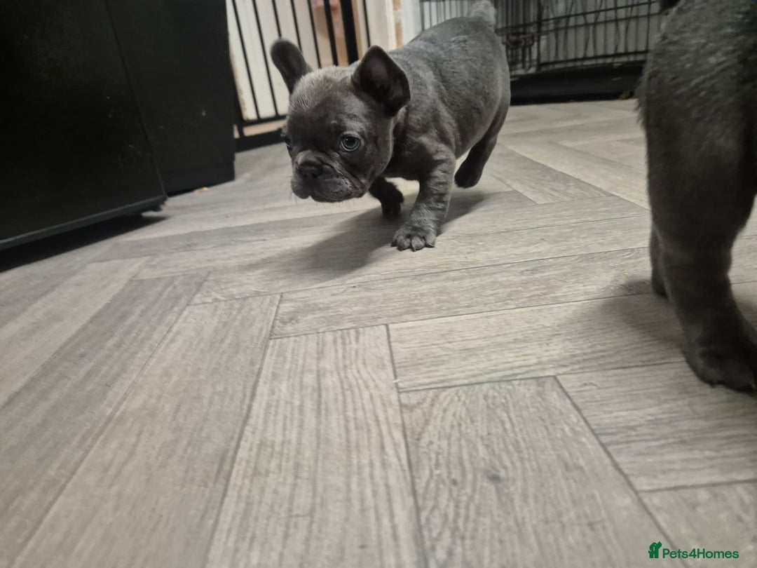 French Bulldog dogs for sale:  REDUCED ! 2 blue french bulldog boys for sale. - Advert 3