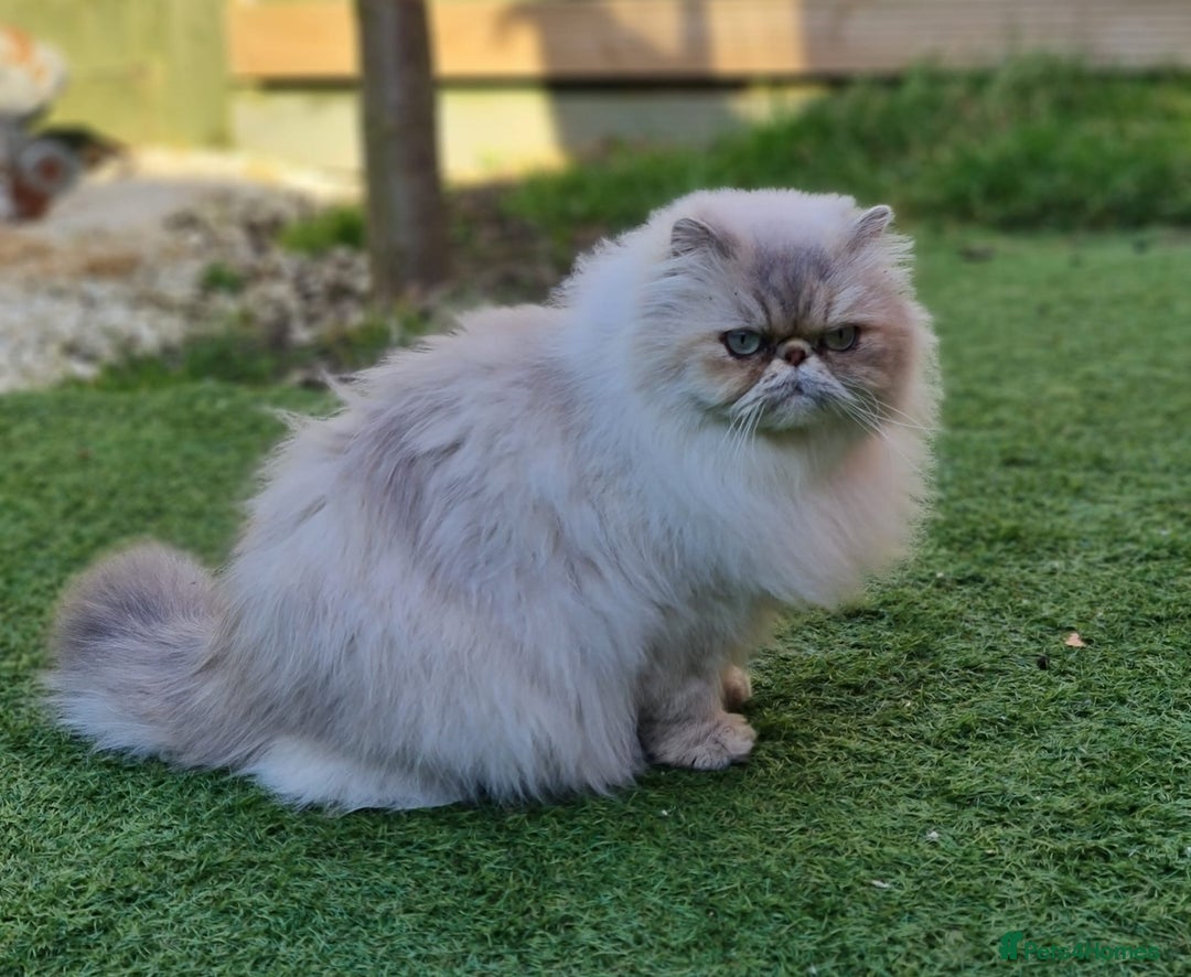 Persian cats for sale: Himalayan Persian kitten - Image 7