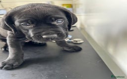 Mixed Breed dogs for sale: Adorable Rottweiler Dogue de Bordeaux x Cane Corso - Image 3