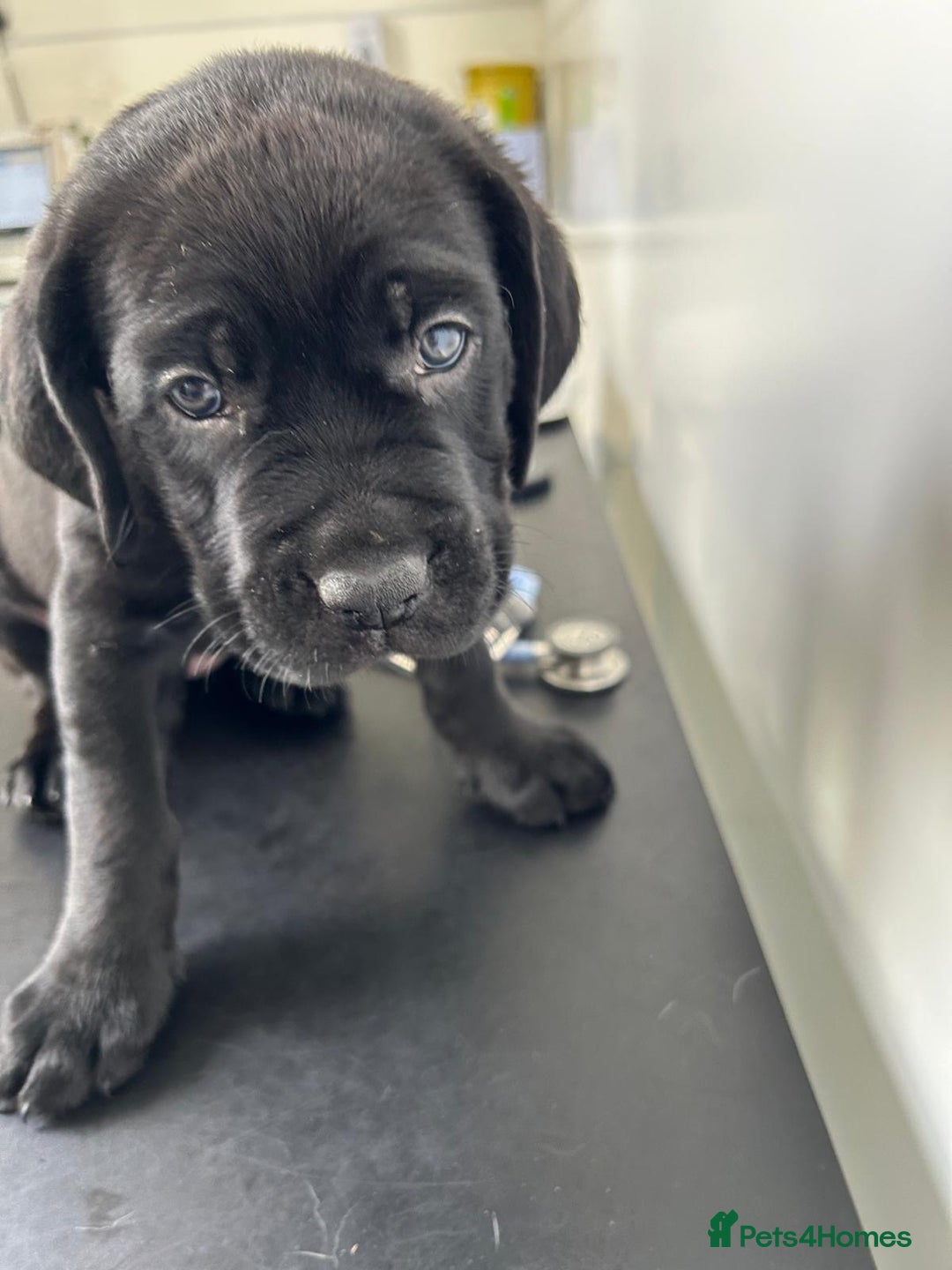 Mixed Breed dogs for sale: Adorable Rottweiler Dogue de Bordeaux x Cane Corso - Image 3
