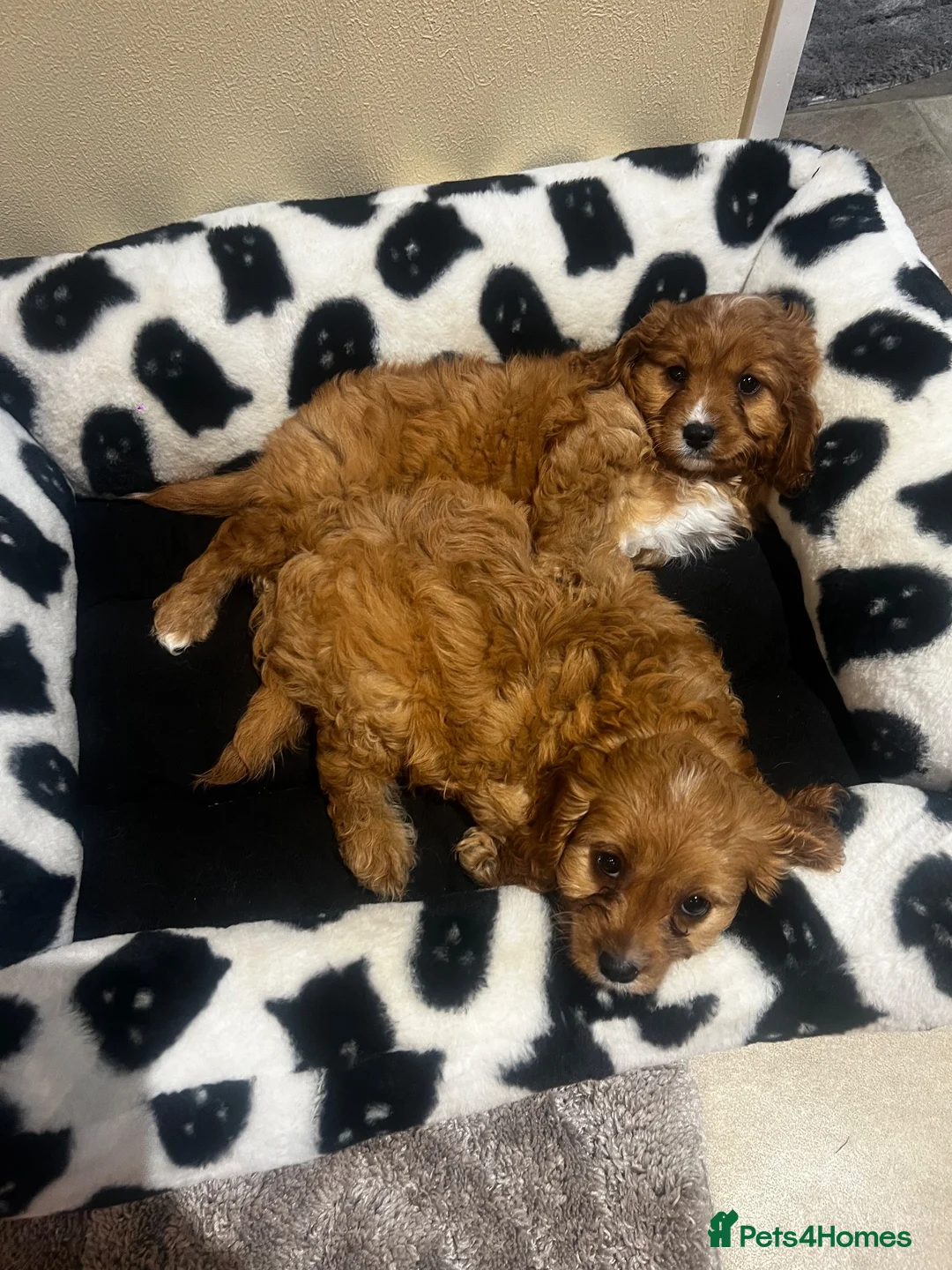Cavapoo dogs for sale: Gorgeous Cavapoo Puppies Ready for Their New Homes - Advert 6