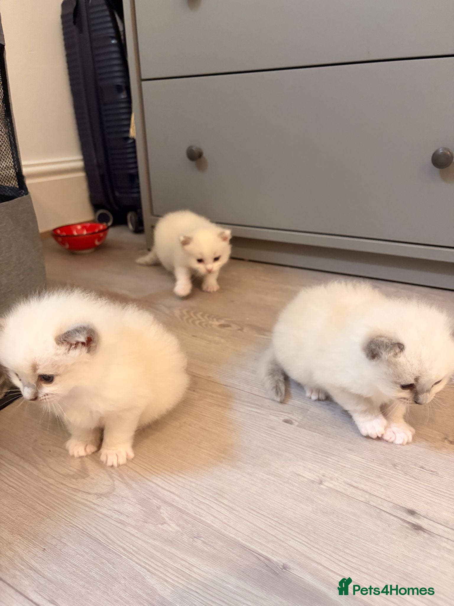 Ragdoll cats Beautiful ragdoll kittens - Advert 16