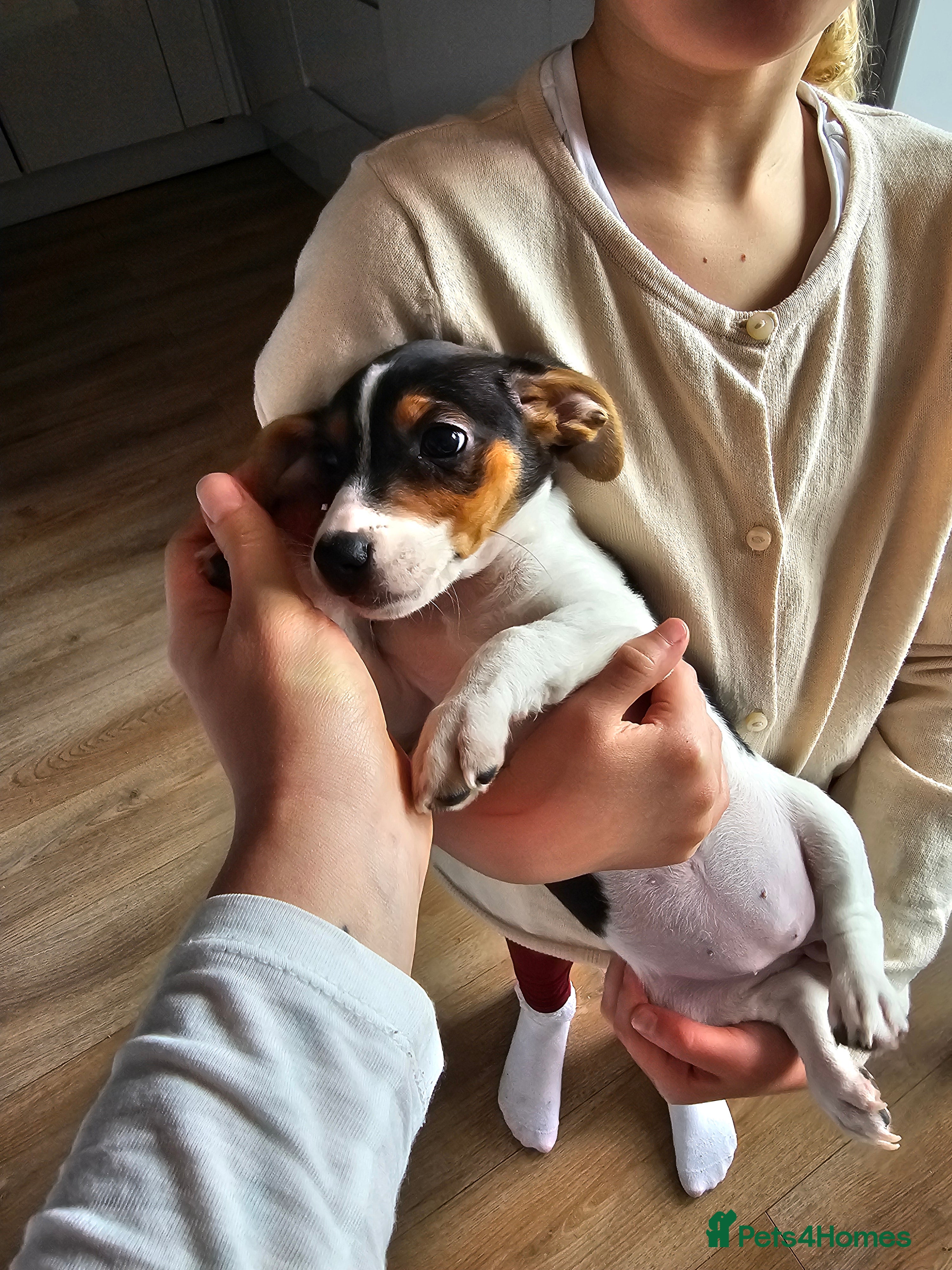 Jack Russell dogs Beautiful Jack Russell Puppies for Sale 🐶 - Advert 2