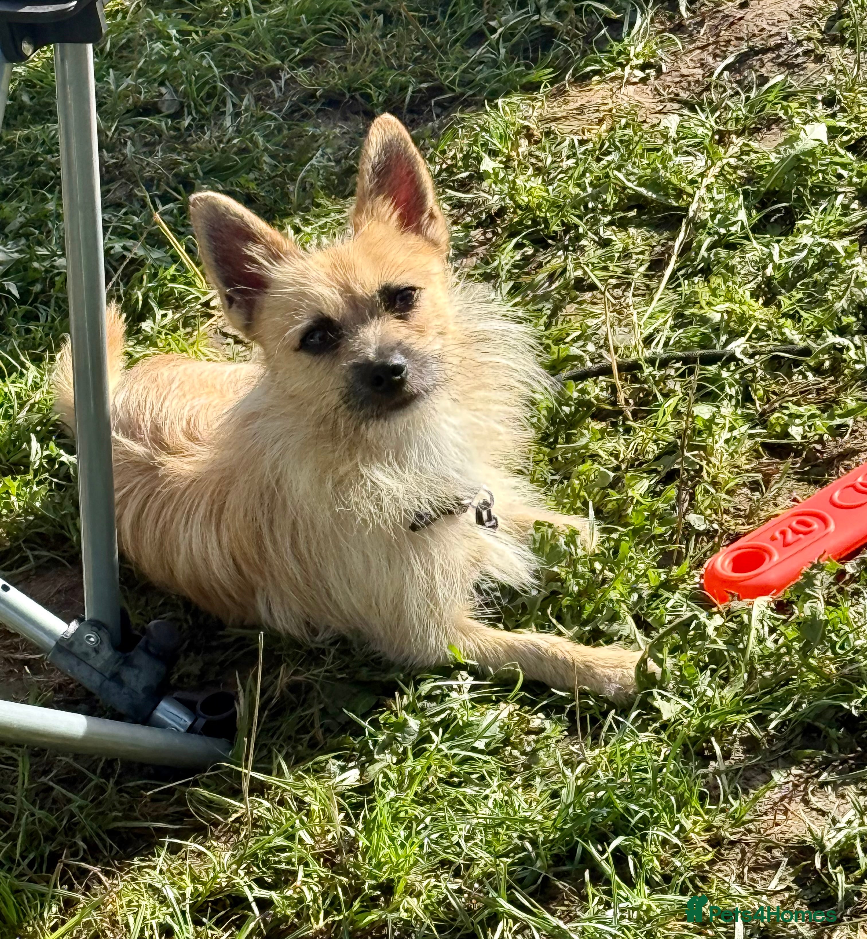 Mixed Breed dogs Terrier cross pom for re homing  - Advert 2