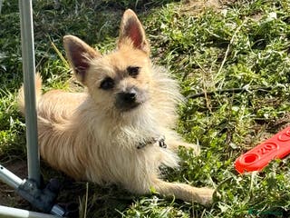 Mixed Breed dogs Terrier cross pom for re homing - Advert 2